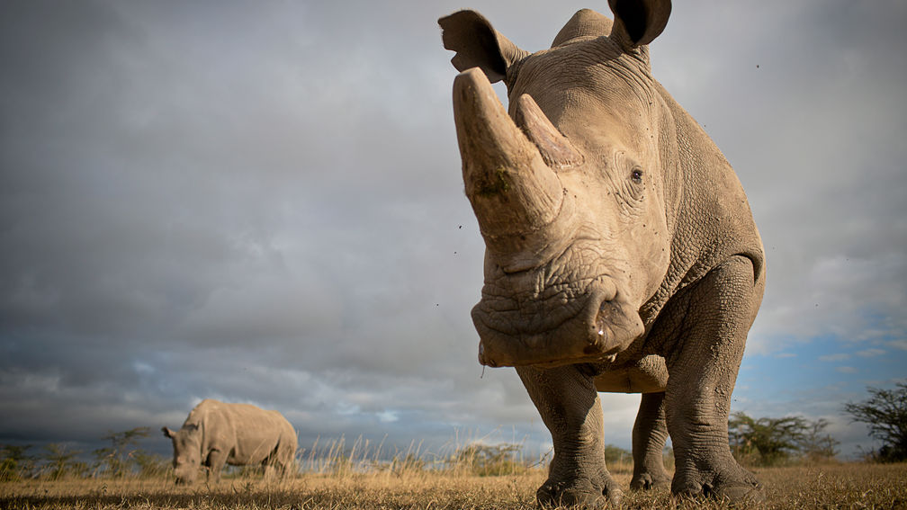 Diverse opinions on the poaching crises