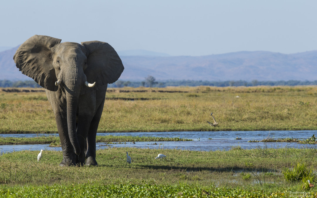 Finally Ivory ban in China