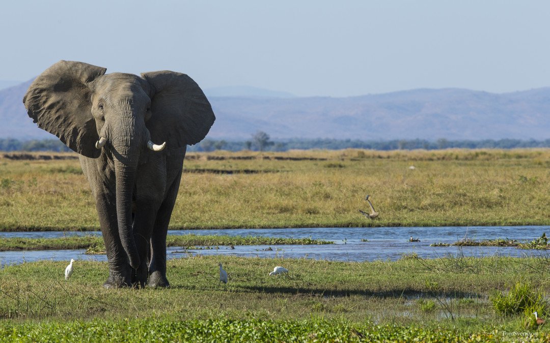 Finally Ivory ban in China