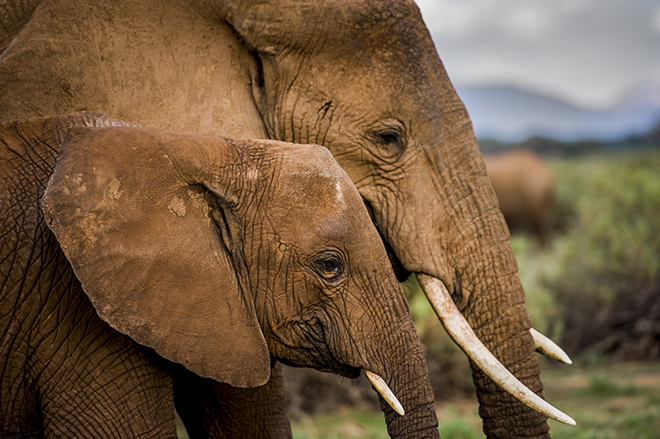 2014-Kenya-018611_liten