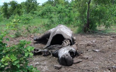 The number of poached rhinos in 2022