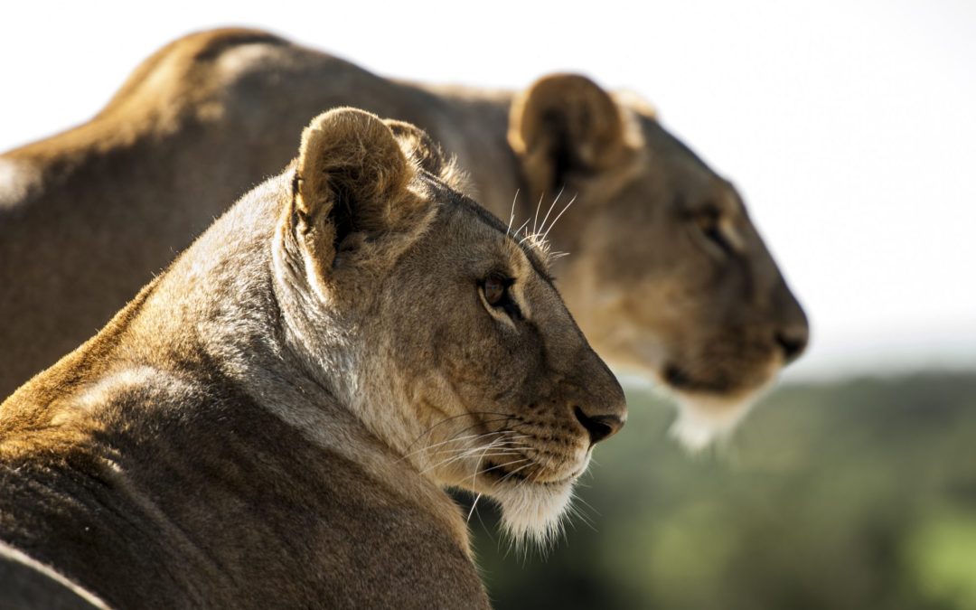 Effektrapport Q3 2025