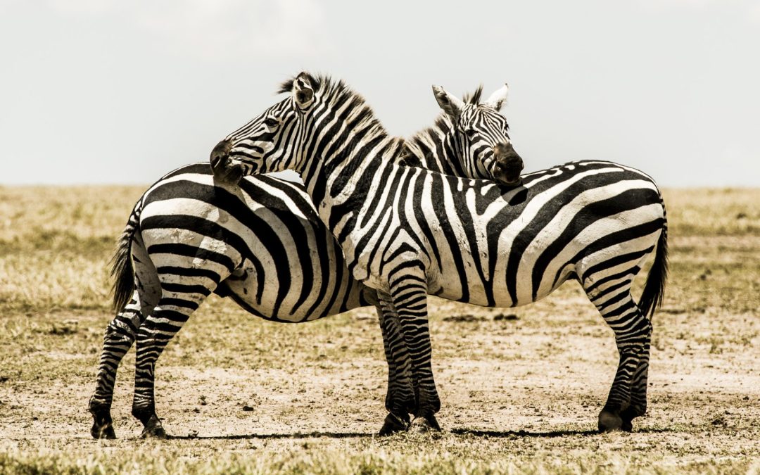 Varför har zebror ränder?