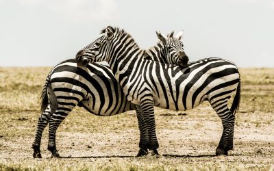 Why do zebras have stripes?